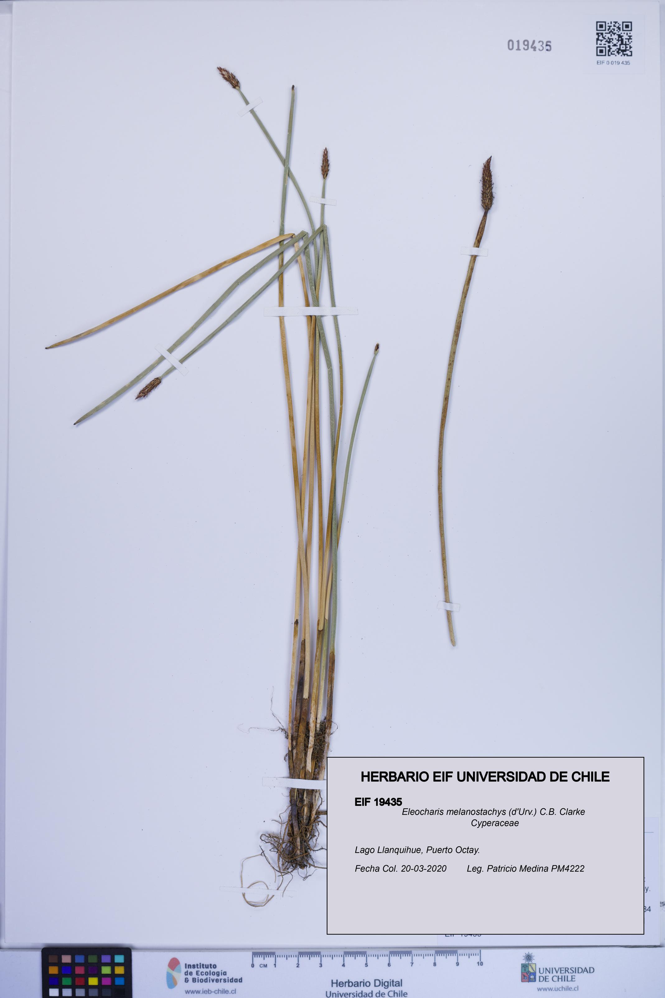 Eleocharis melanostachys [Espécimen: ]