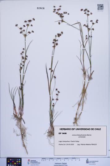 Juncus llanquihuensis [Espécimen: ]