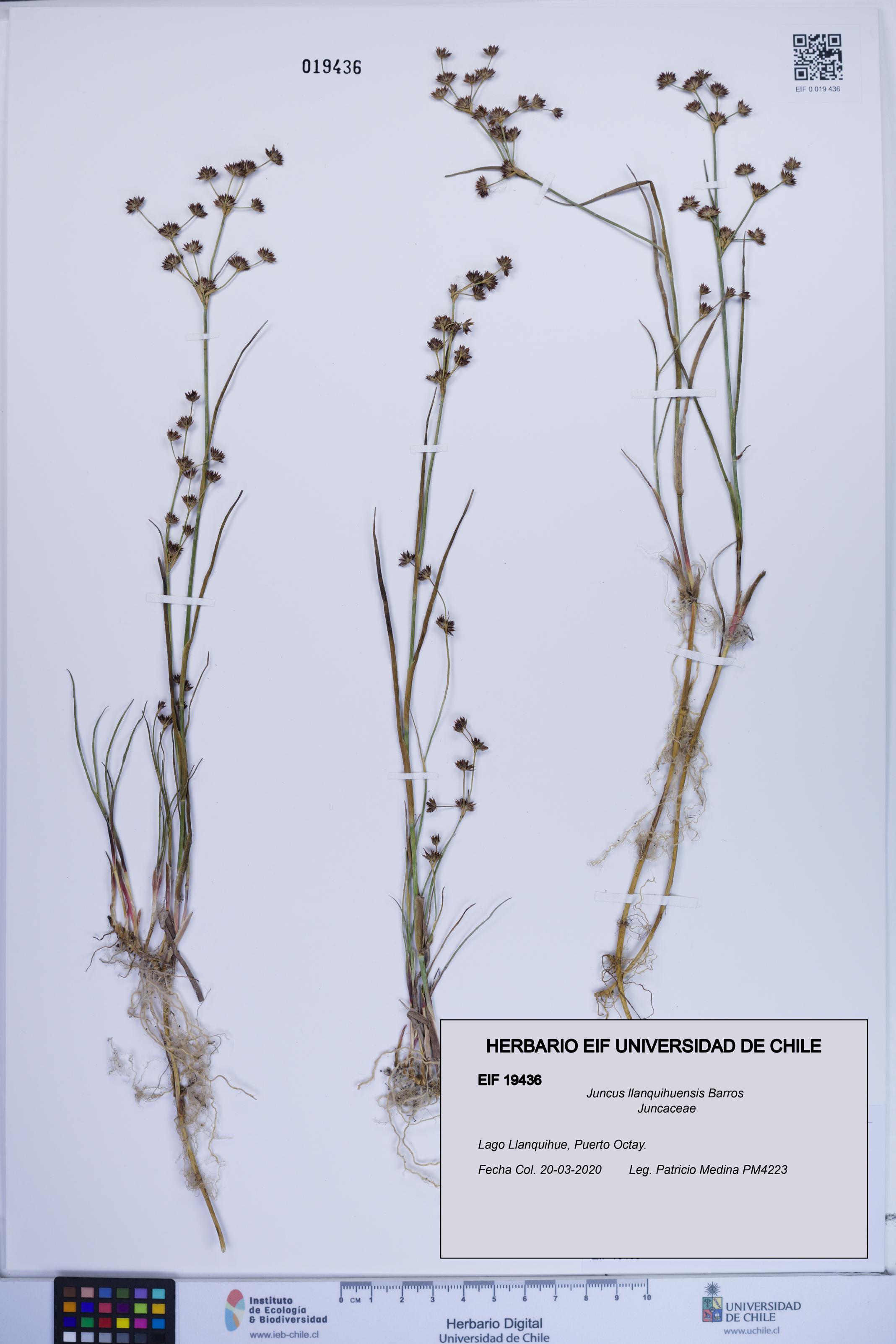 Juncus llanquihuensis [Espécimen: ]