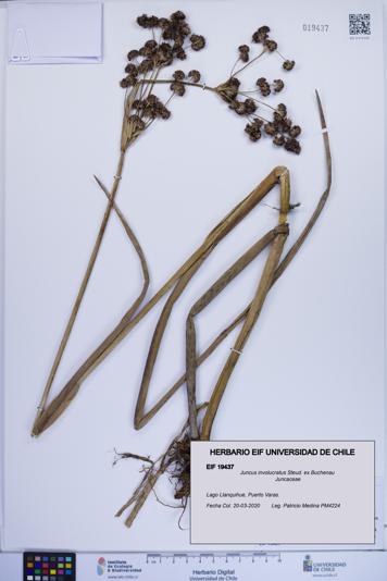 Juncus involucratus [Espécimen: ]