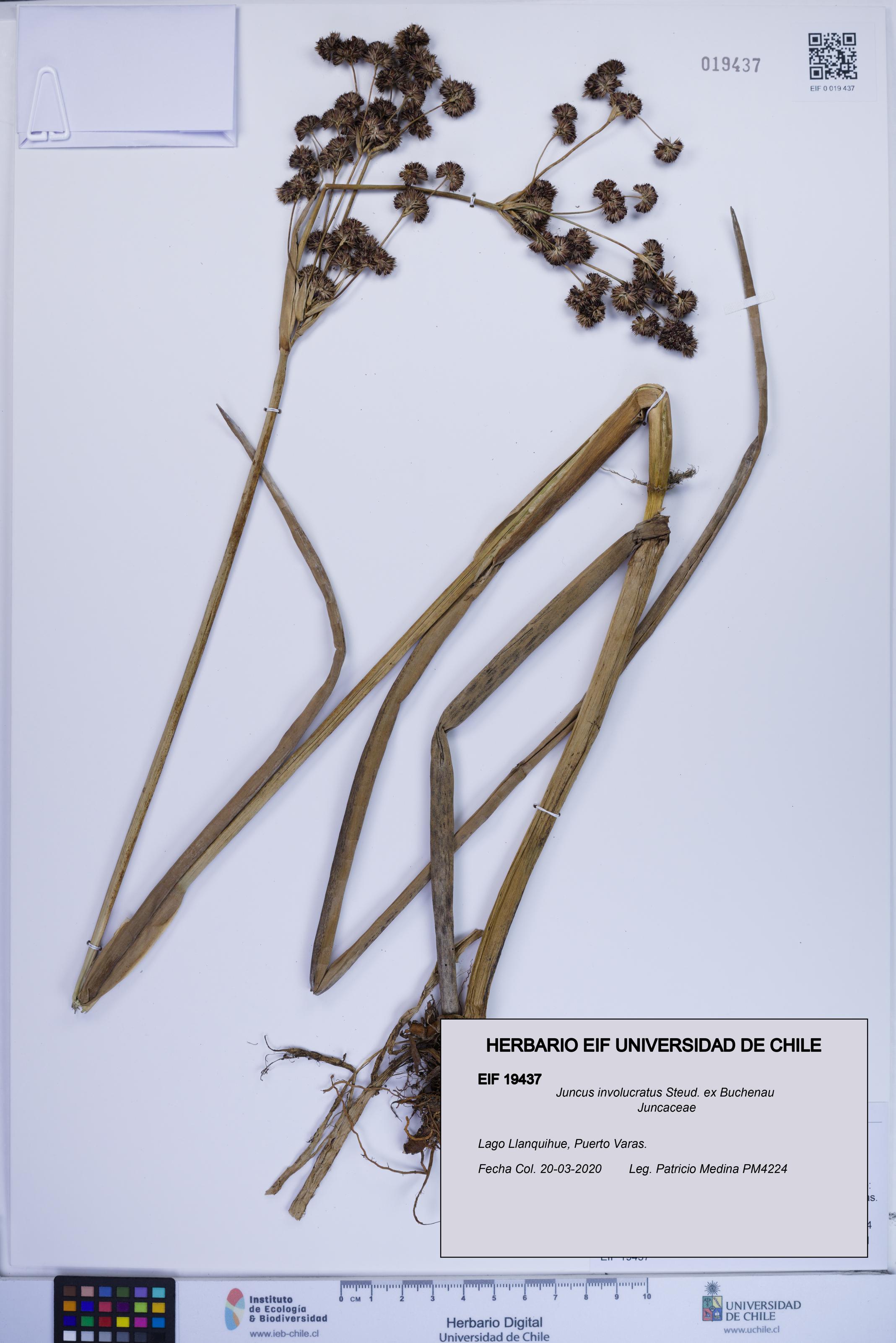 Juncus involucratus [Espécimen: ]
