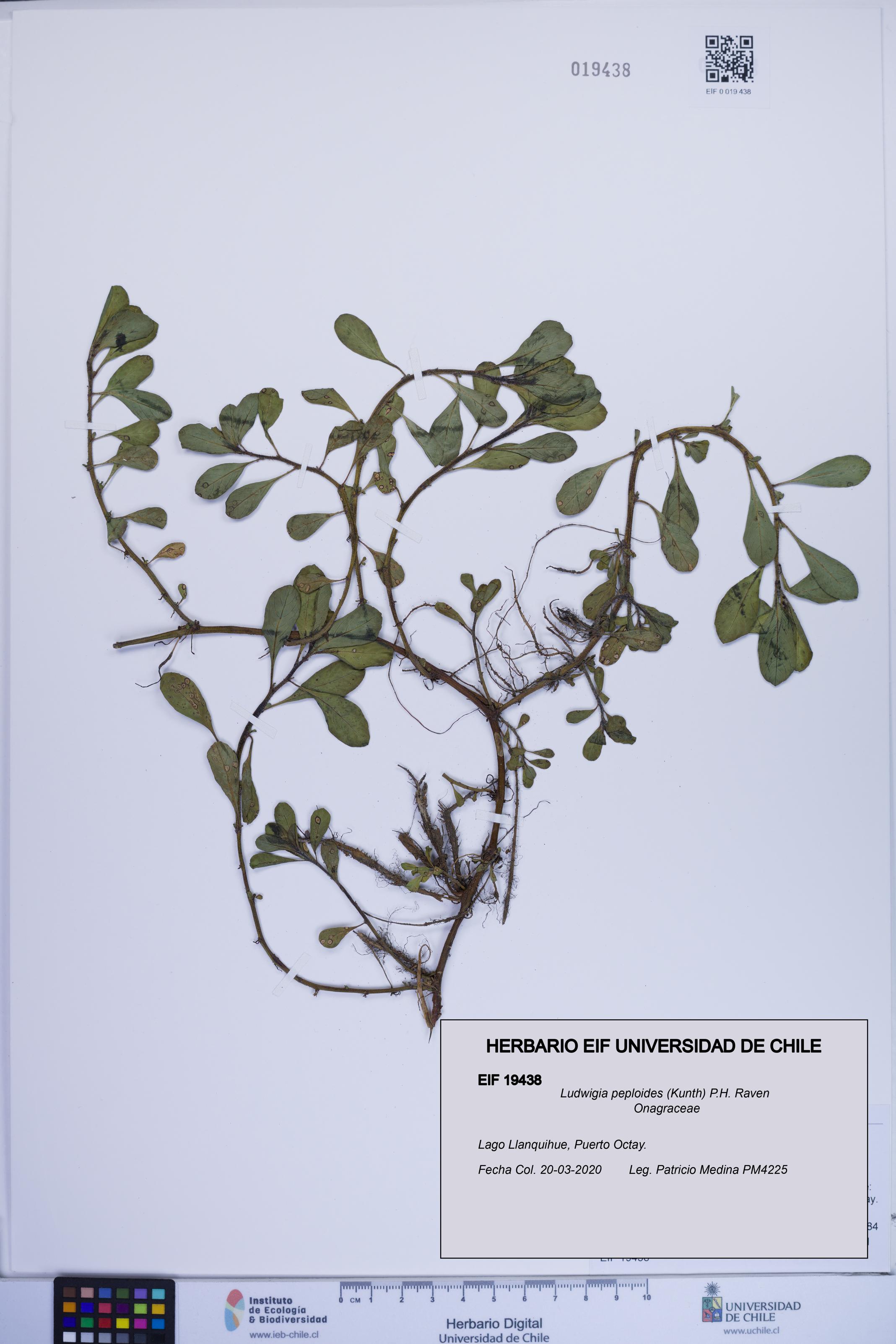 Ludwigia peploides [Espécimen: ]