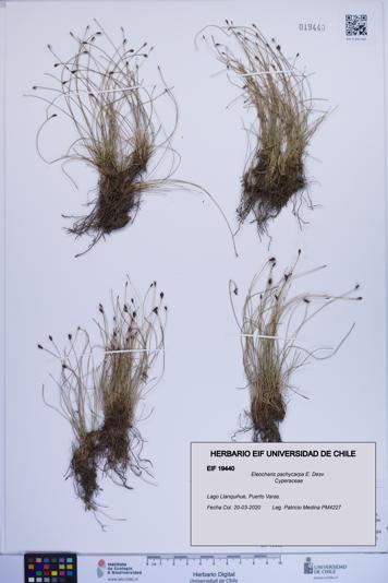 Eleocharis pachycarpa [Espécimen: ]