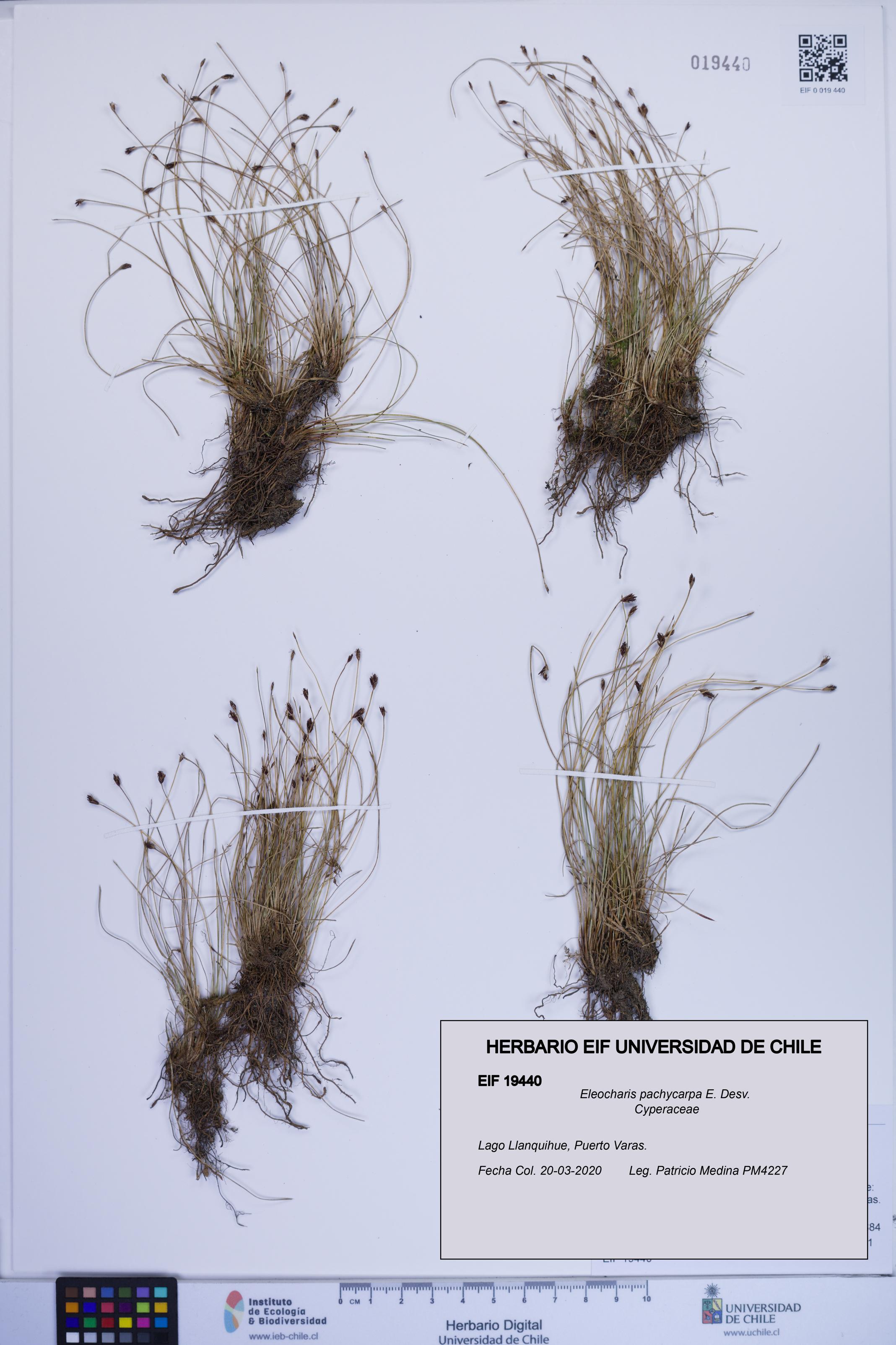 Eleocharis pachycarpa [Espécimen: ]