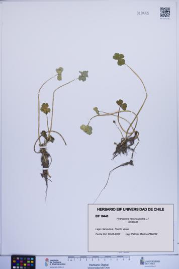 Hydrocotyle ranunculoides [Espécimen: ]