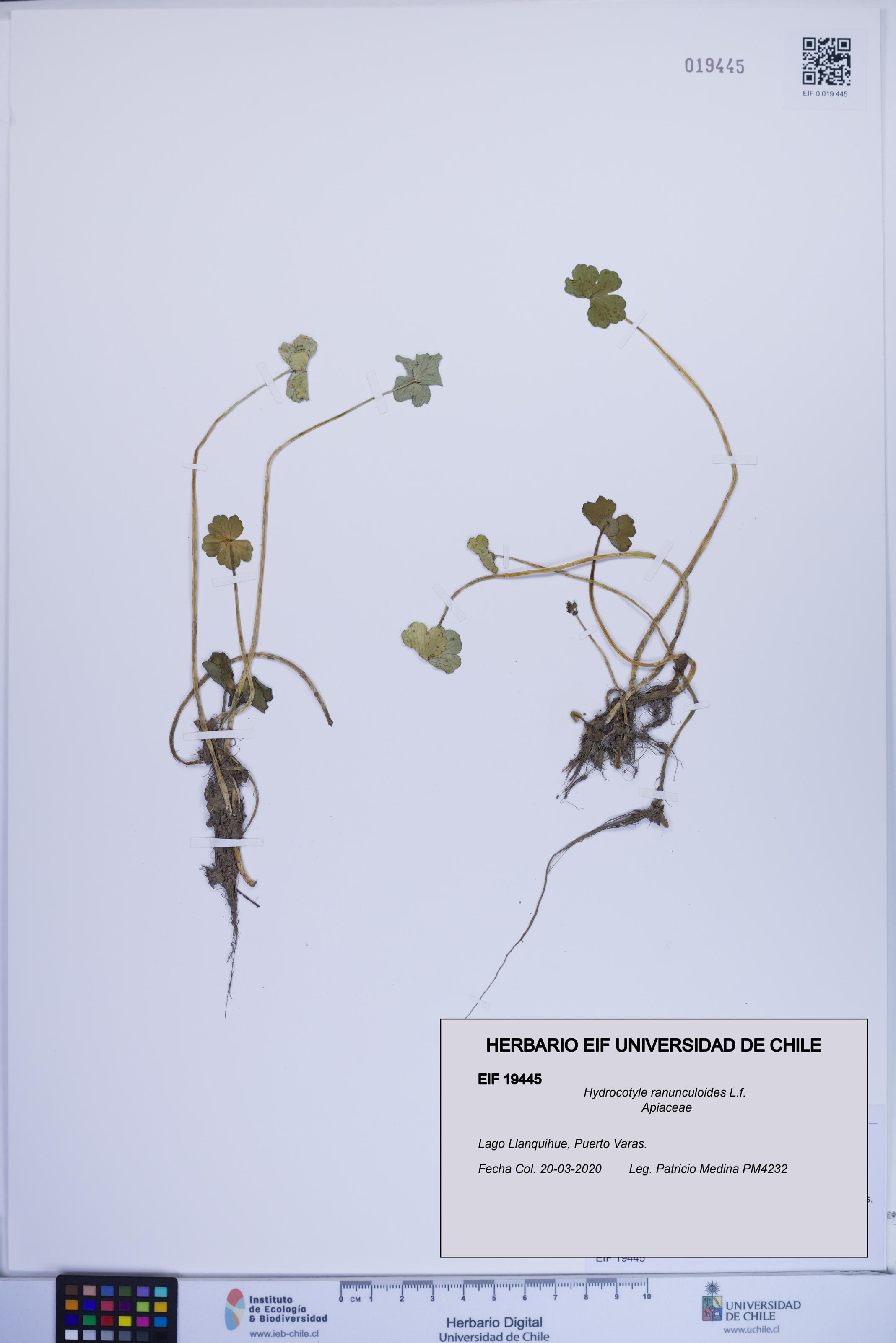 Hydrocotyle ranunculoides [Espécimen: ]