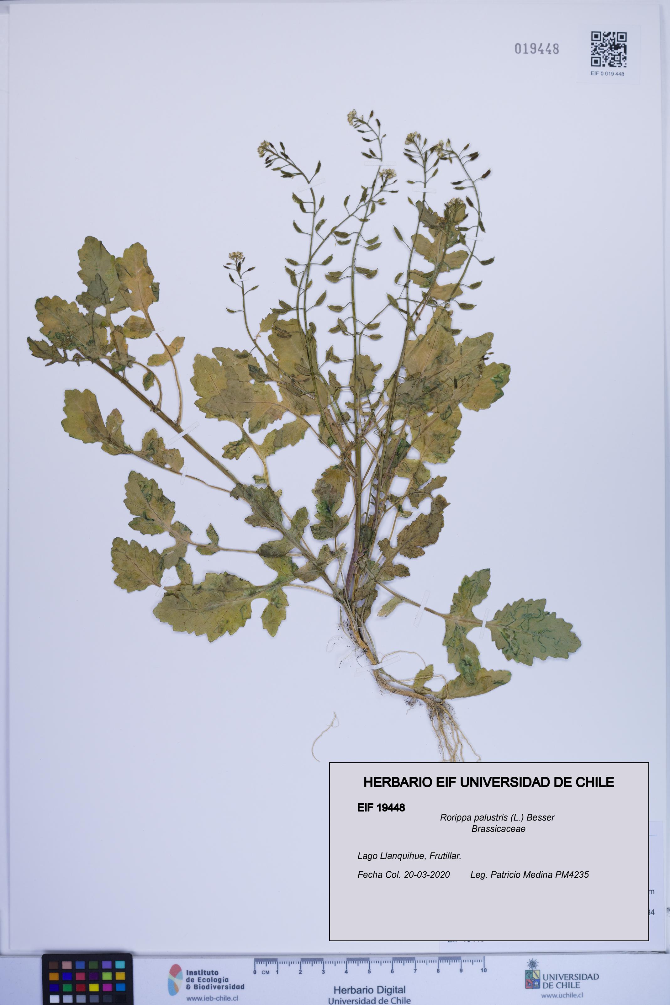 Rorippa palustris [Espécimen: ]