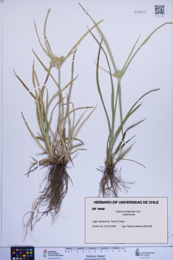Cyperus eragrostis [Espécimen: ]