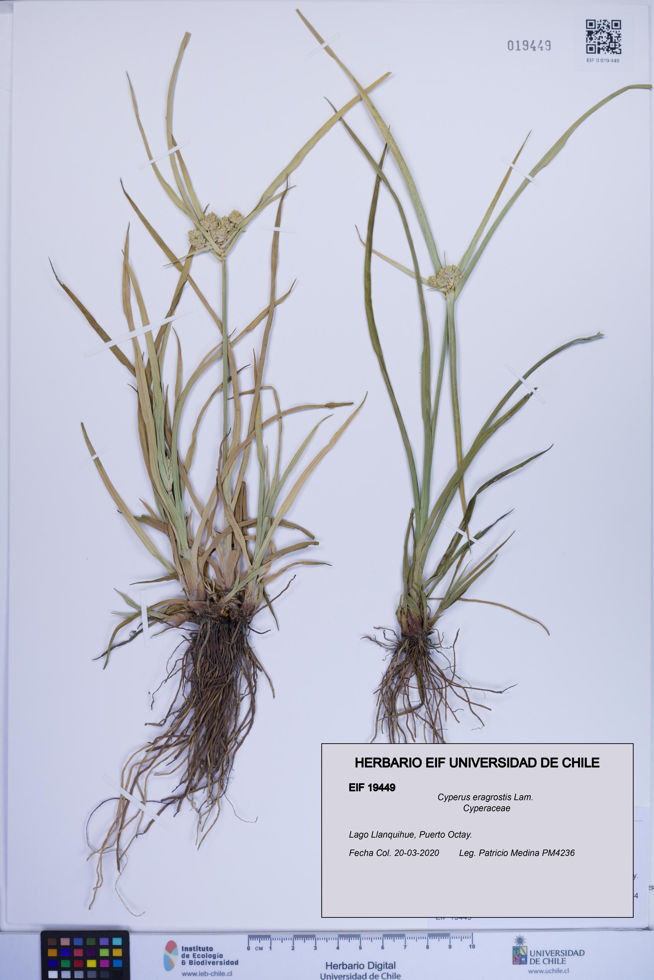 Cyperus eragrostis [Espécimen: ]
