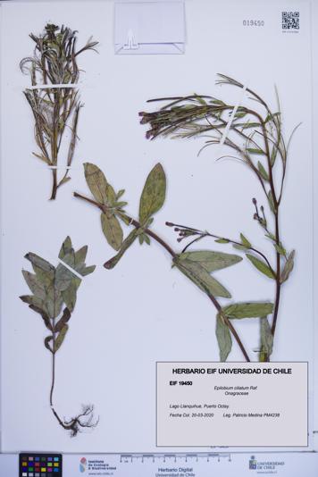 Epilobium ciliatum [Espécimen: ]
