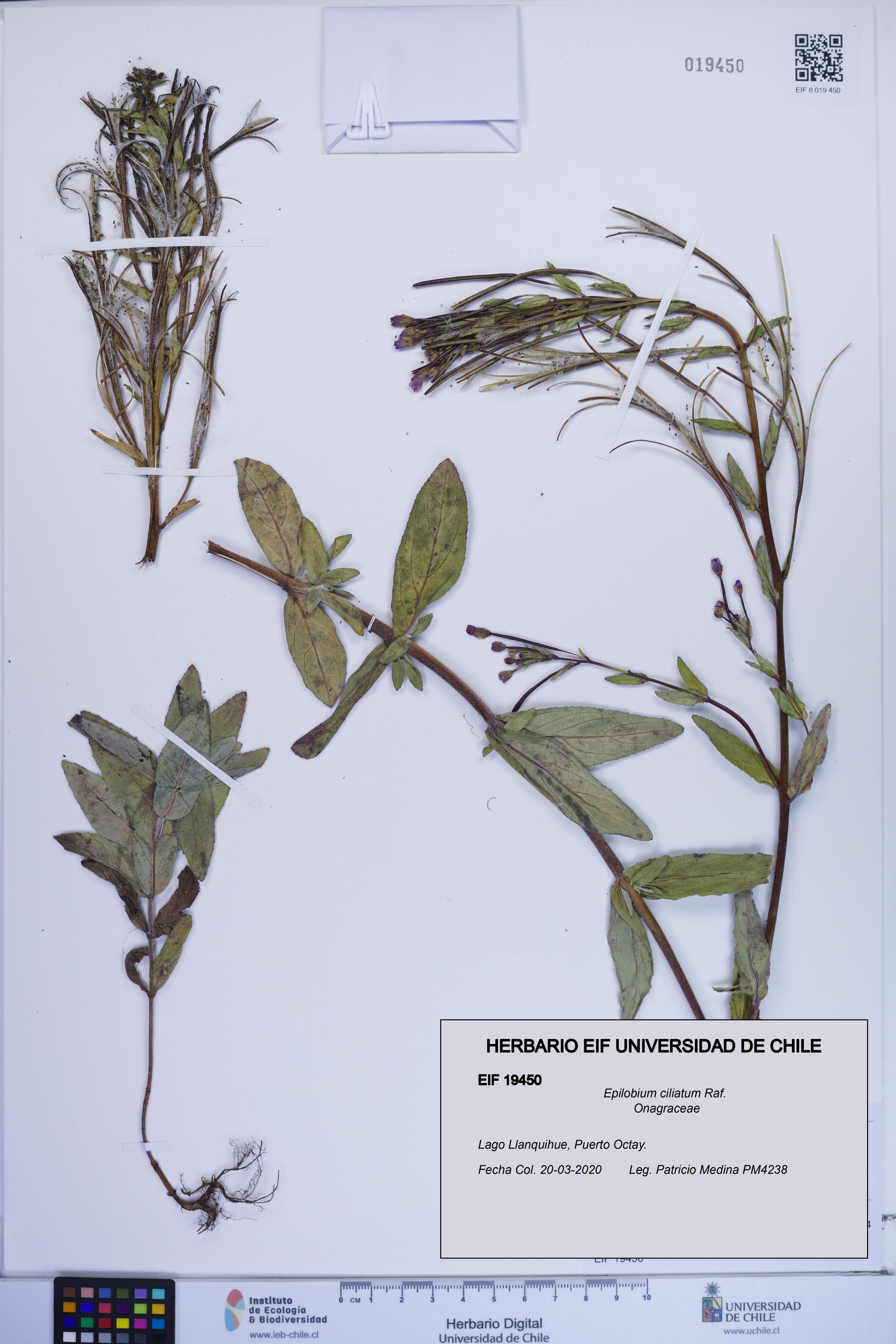 Epilobium ciliatum [Espécimen: ]