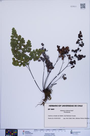 Adiantum chilense [Espécimen: ]
