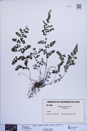 Adiantum excisum [Espécimen: ]