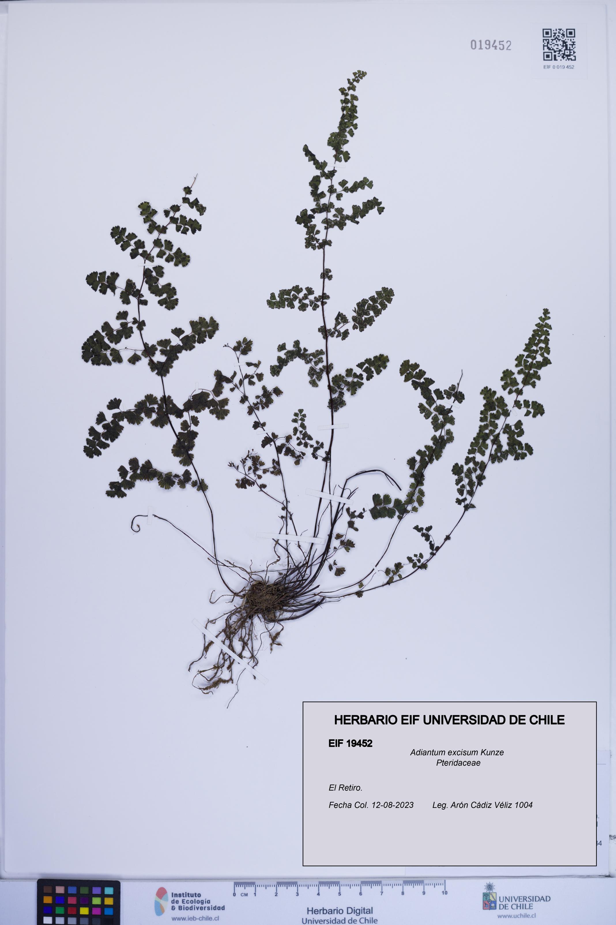 Adiantum excisum [Espécimen: ]