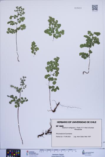 Adiantum rodriguezii [Espécimen: ]
