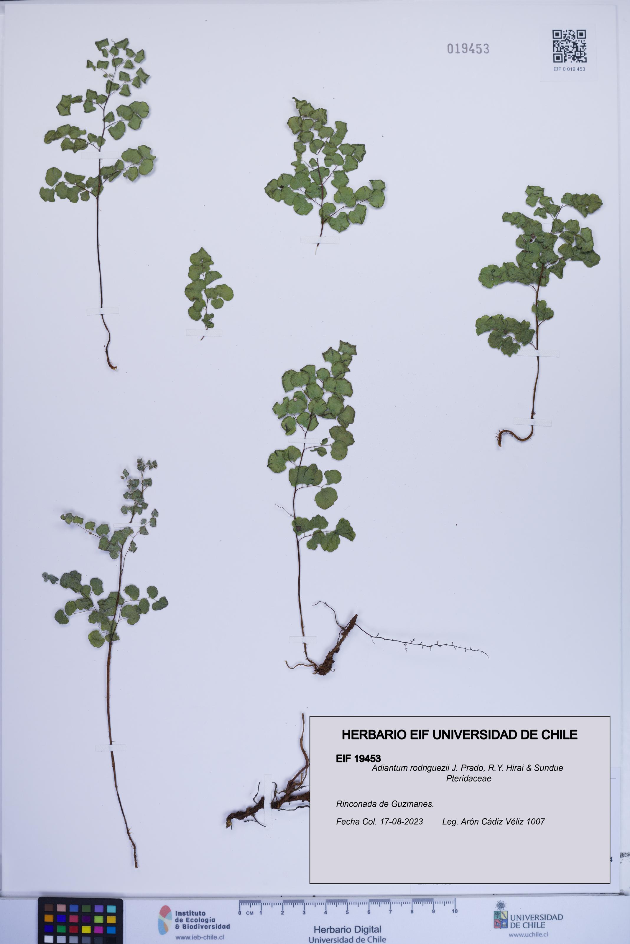 Adiantum rodriguezii [Espécimen: ]