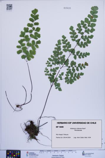 Adiantum chilense [Espécimen: ]