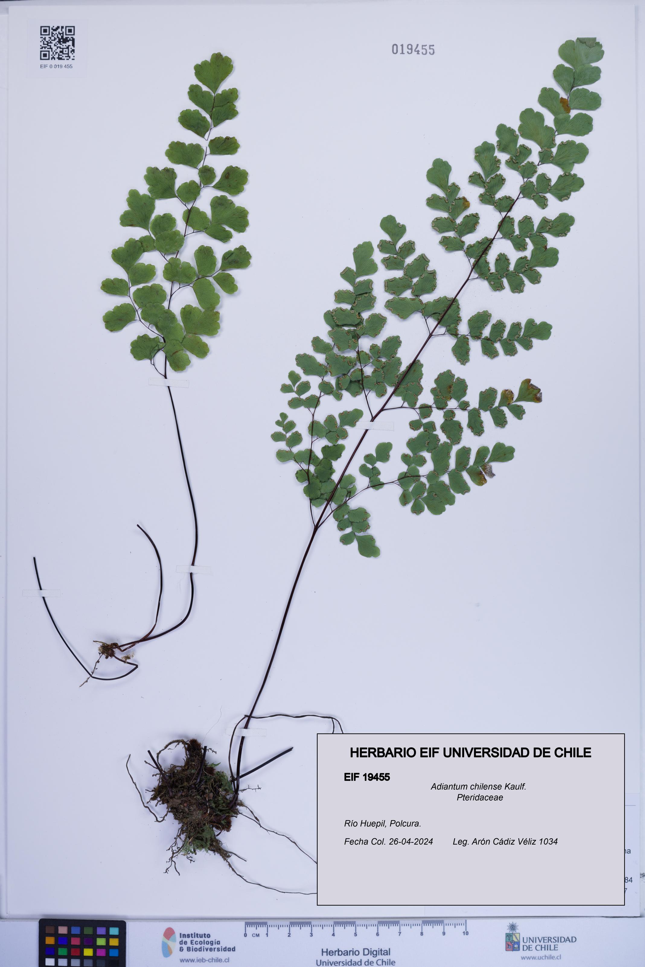 Adiantum chilense [Espécimen: ]