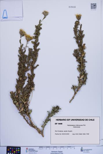 Haplopappus villanuevae [Espécimen: ]