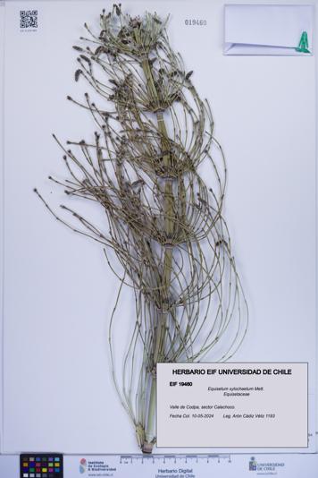 Equisetum xylochaetum [Espécimen: ]