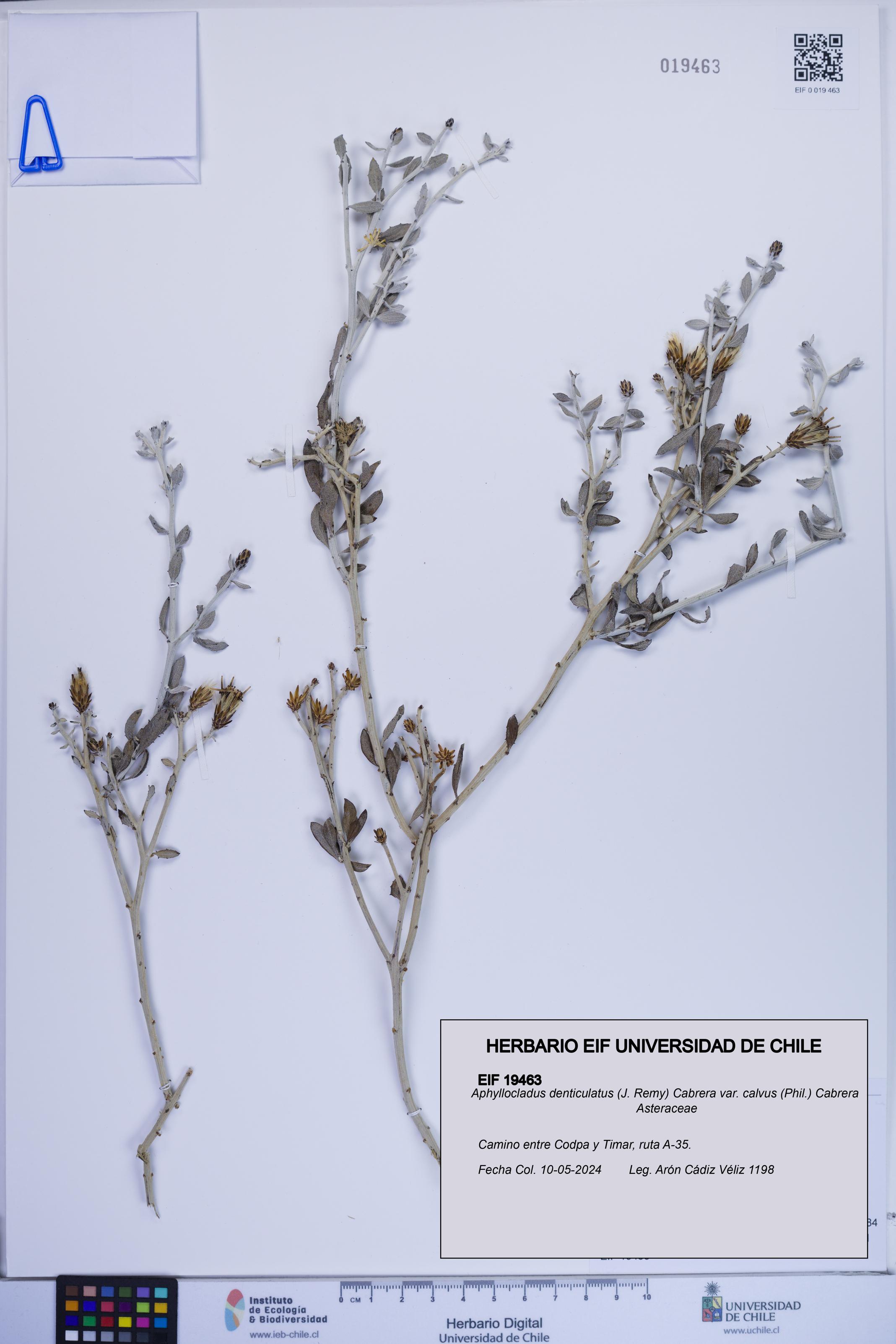 Aphyllocladus denticulatus var. calvus [Espécimen: ]