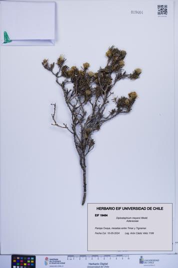 Diplostephium meyenii [Espécimen: ]