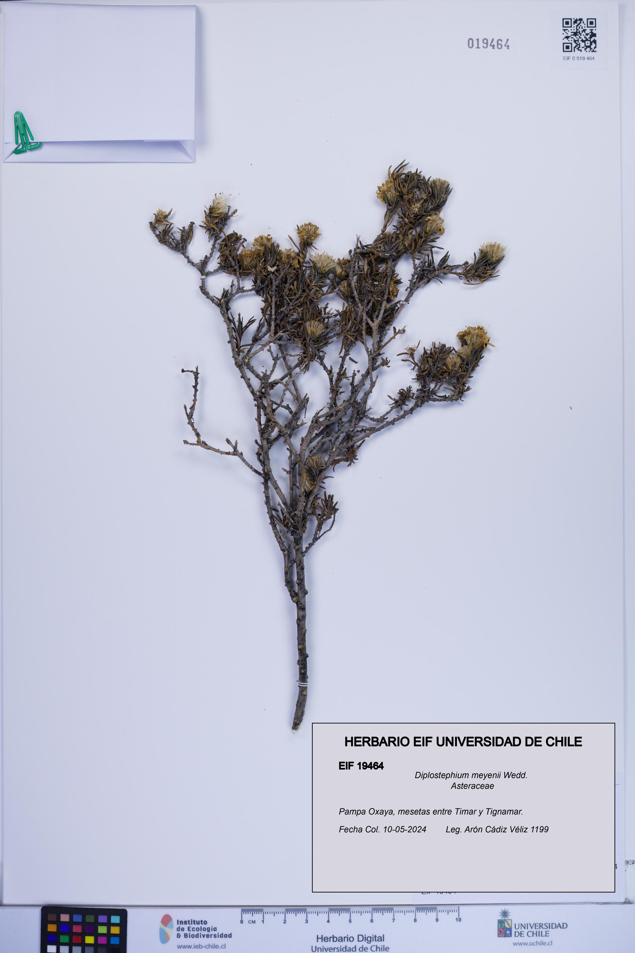 Diplostephium meyenii [Espécimen: ]