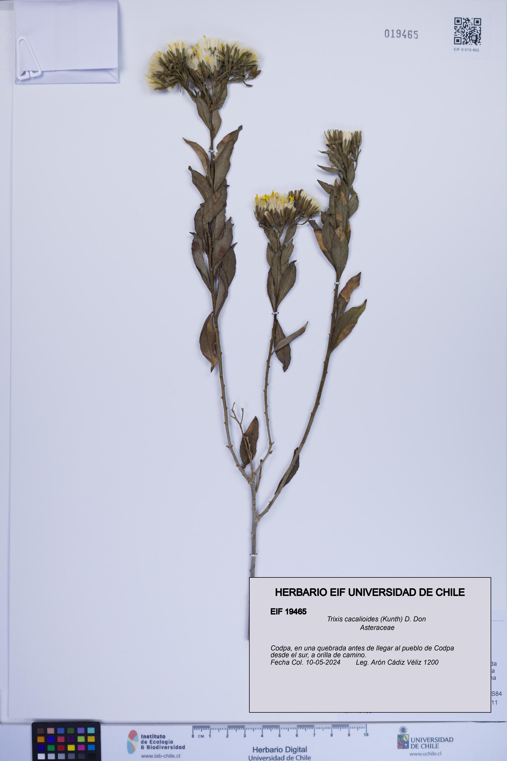 Trixis cacalioides [Espécimen: ]