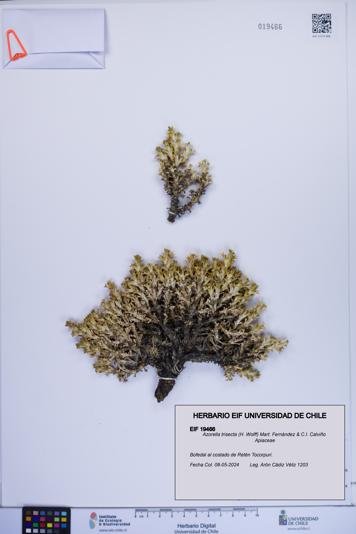 Azorella trisecta [Espécimen: ]