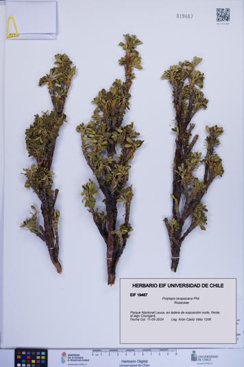 Polylepis tarapacana [Espécimen: ]