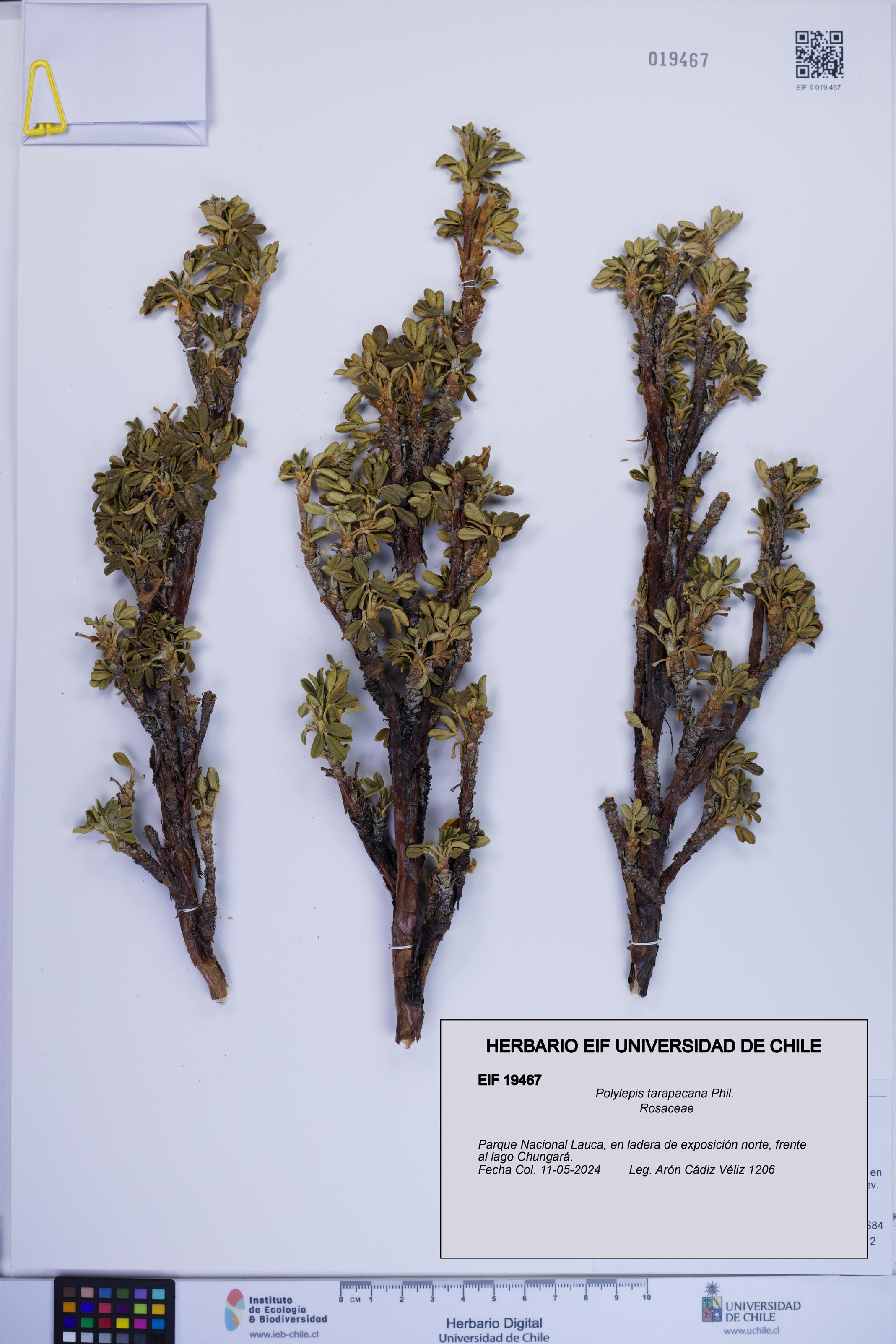 Polylepis tarapacana [Espécimen: ]
