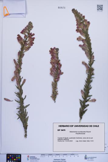 Malesherbia auristipulata [Espécimen: ]