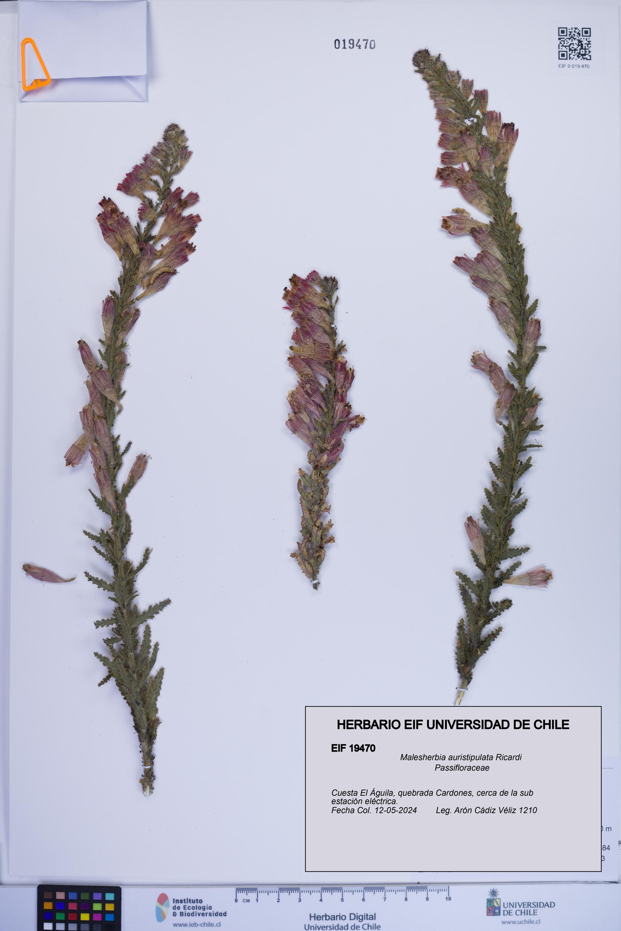 Malesherbia auristipulata [Espécimen: ]
