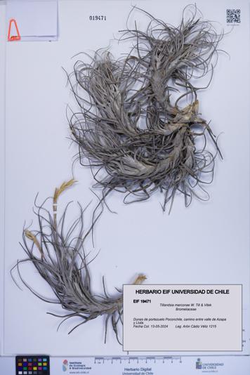 Tillandsia marconae [Espécimen: ]