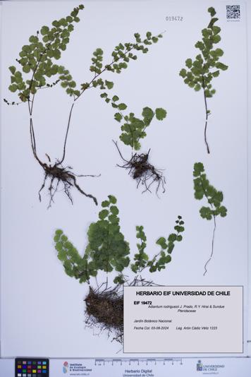 Adiantum rodriguezii [Espécimen: ]