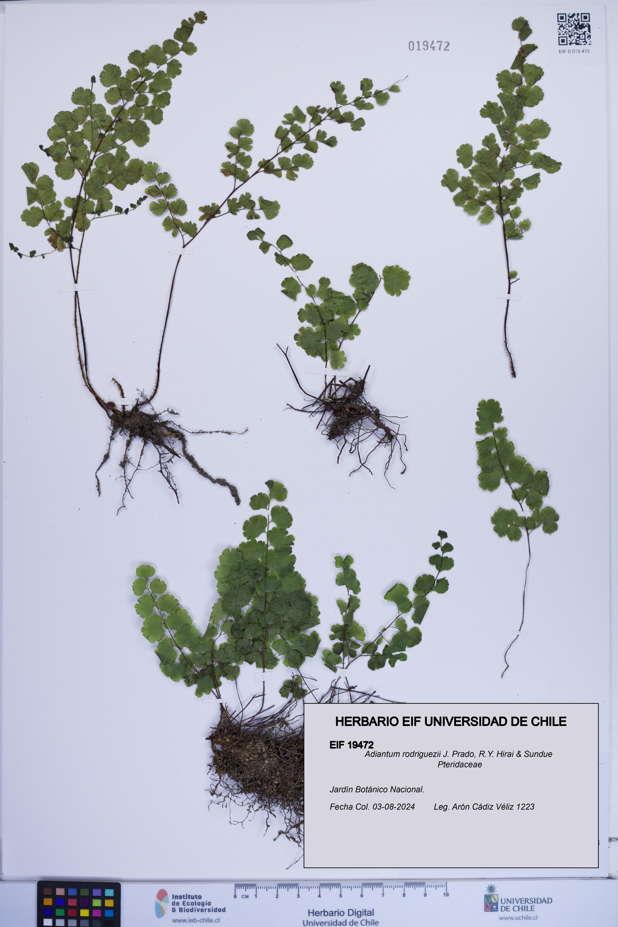 Adiantum rodriguezii [Espécimen: ]
