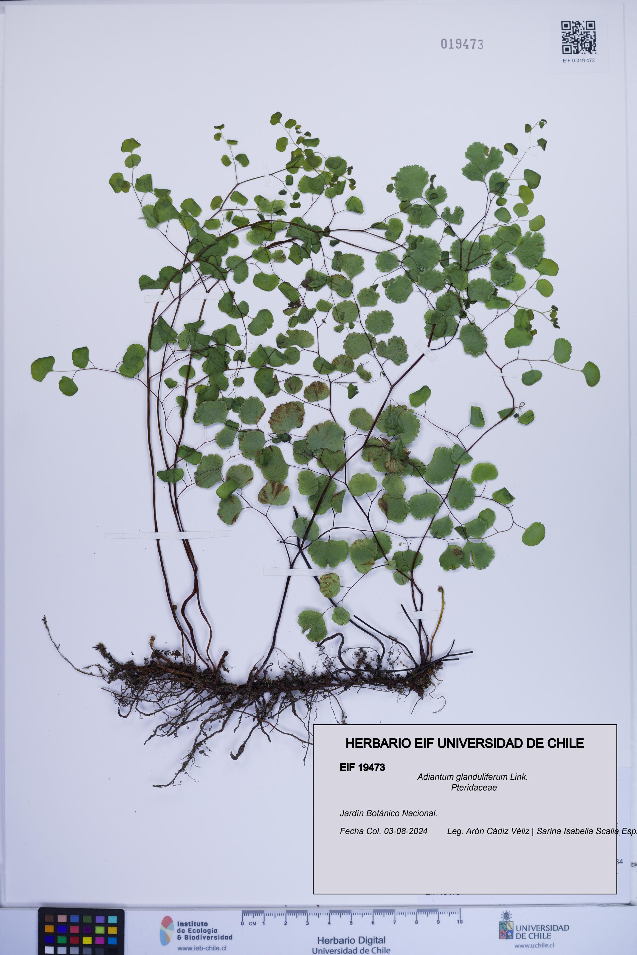 Adiantum glanduliferum [Espécimen: ]