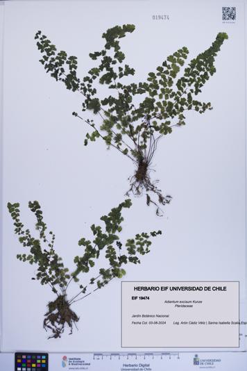 Adiantum excisum [Espécimen: ]