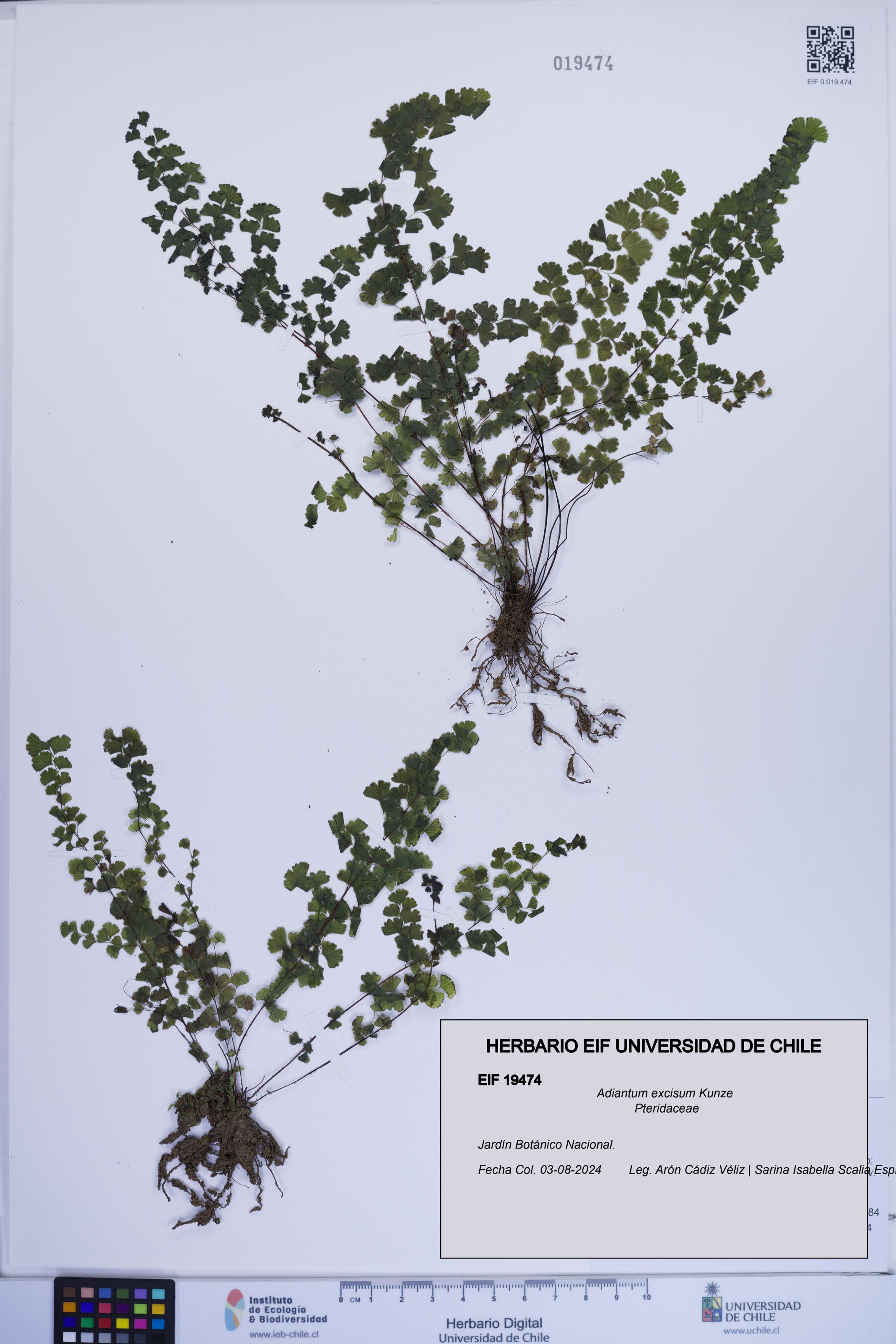Adiantum excisum [Espécimen: ]