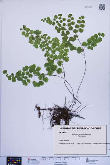 Adiantum gertrudis [Espécimen: ]