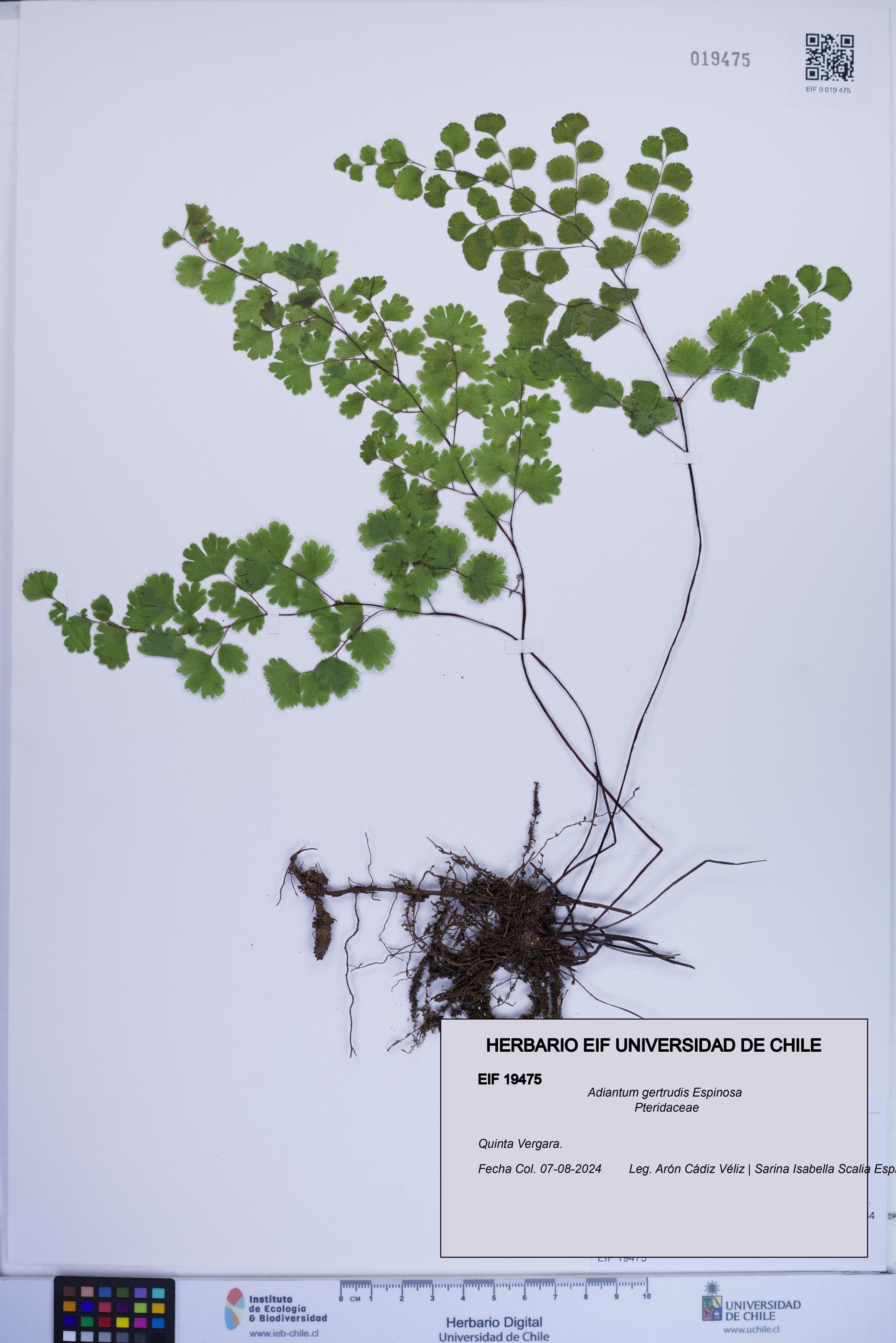 Adiantum gertrudis [Espécimen: ]