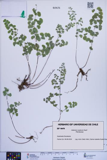 Adiantum scabrum [Espécimen: ]