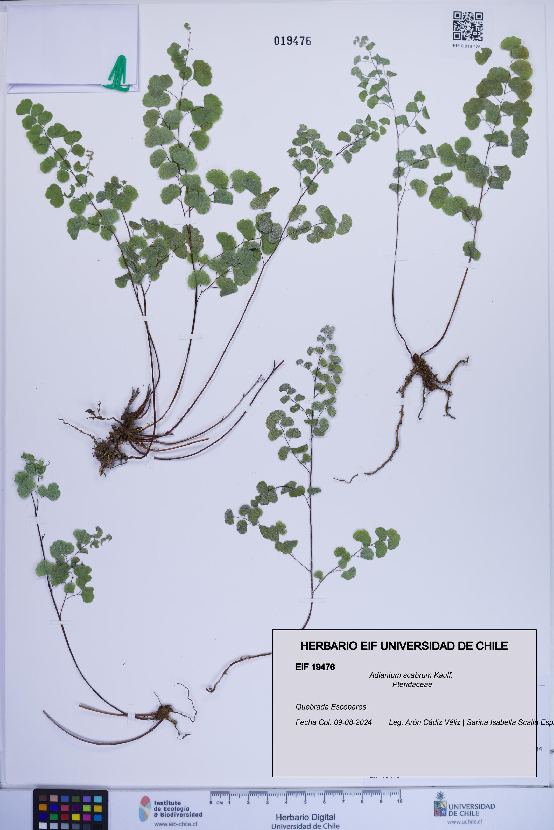 Adiantum scabrum [Espécimen: ]