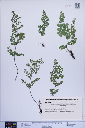 Adiantum rodriguezii [Espécimen: ]