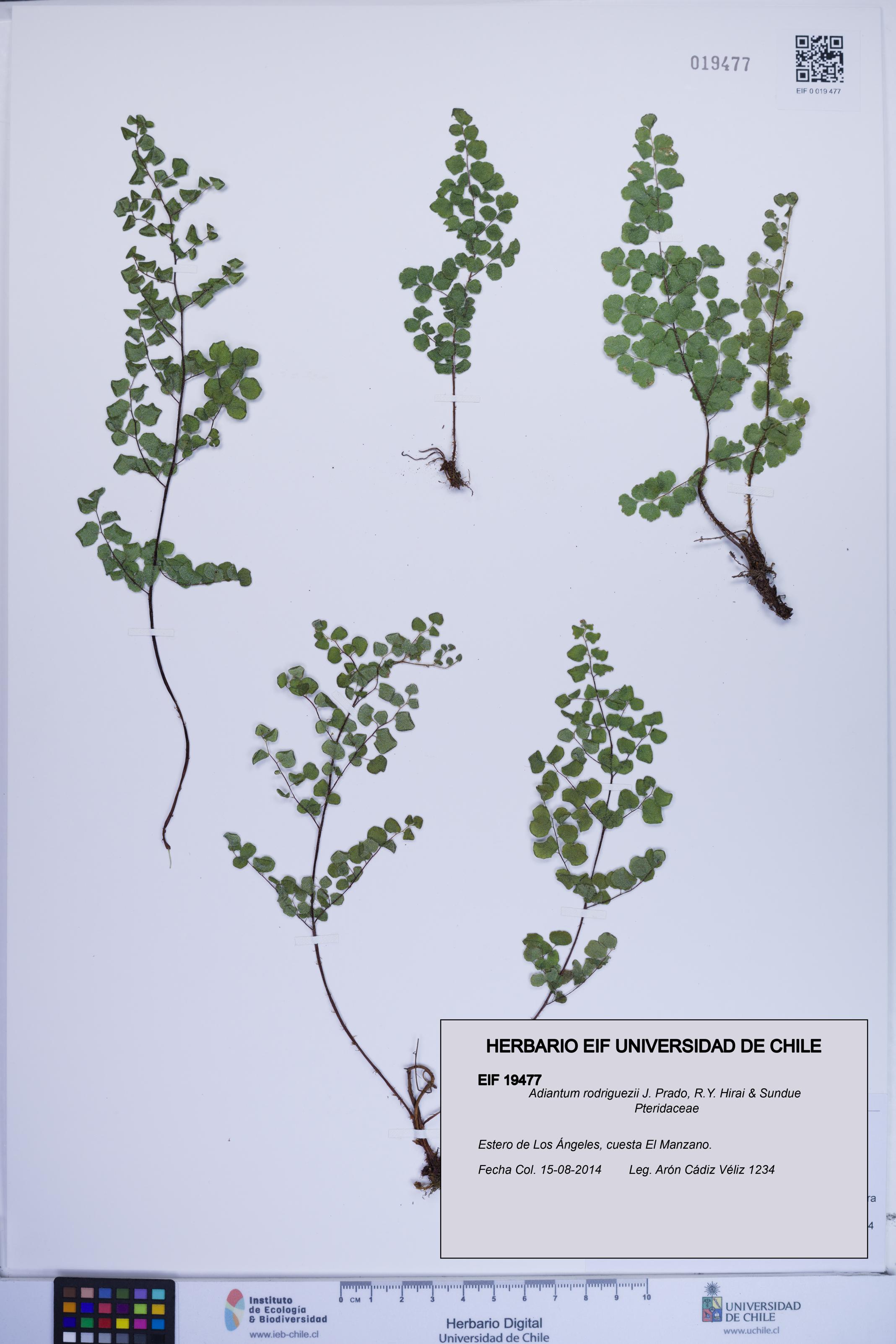 Adiantum rodriguezii [Espécimen: ]