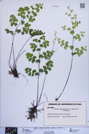 Adiantum sulphureum [Espécimen: ]