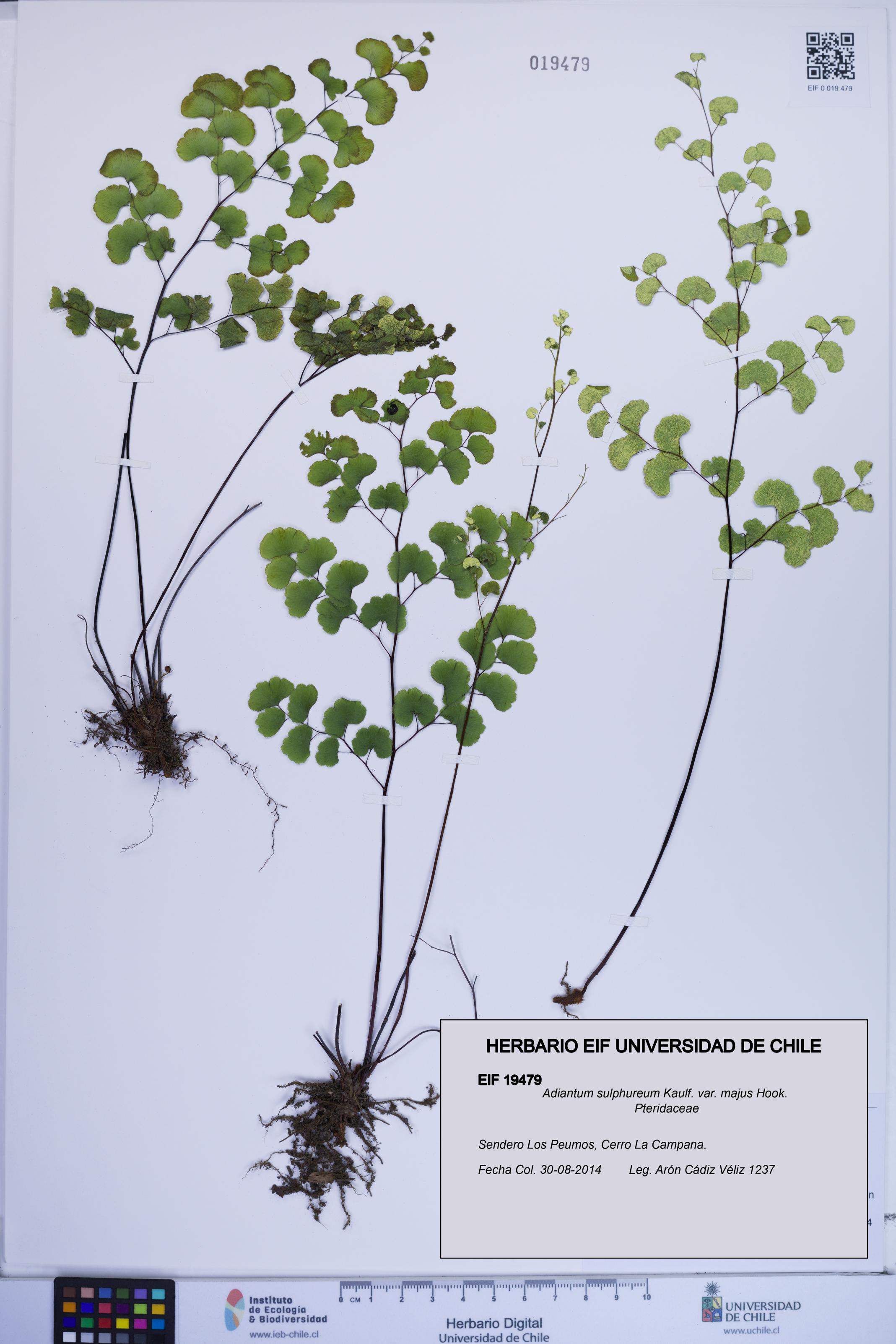 Adiantum sulphureum [Espécimen: ]