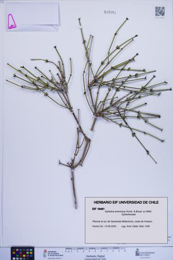 Ephedra americana [Espécimen: ]