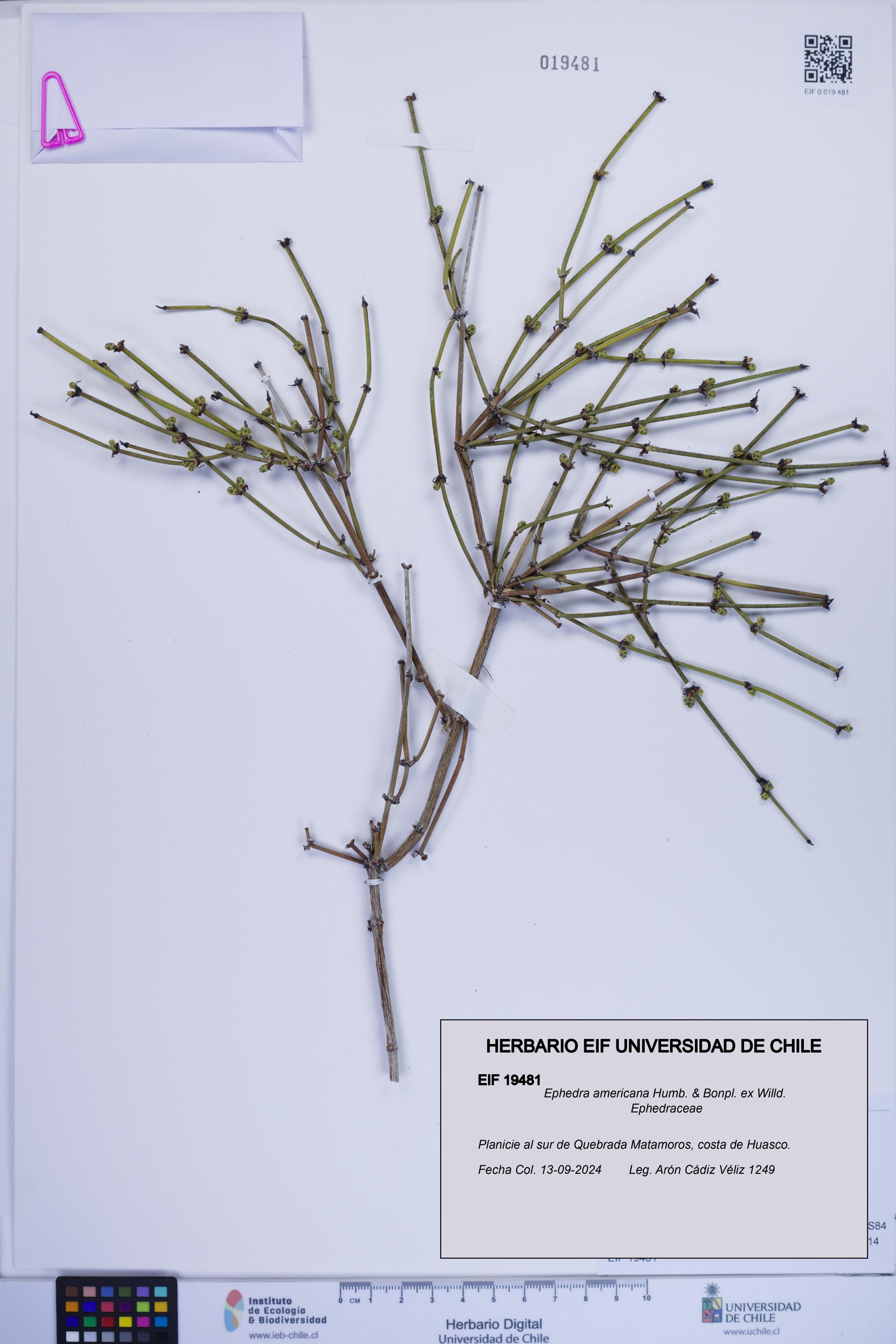 Ephedra americana [Espécimen: ]