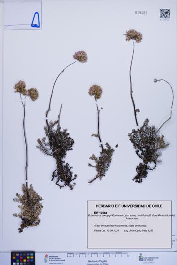 Polyachyrus poeppigii subsp. multifidus [Espécimen: ]